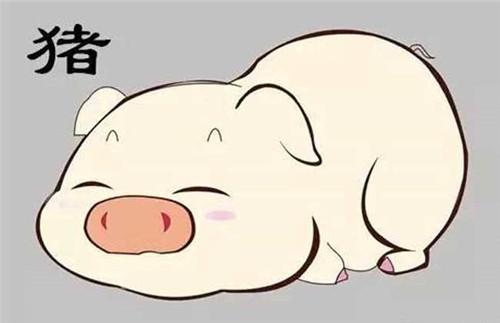 属猪9运势?属猪运势及运程详解大全